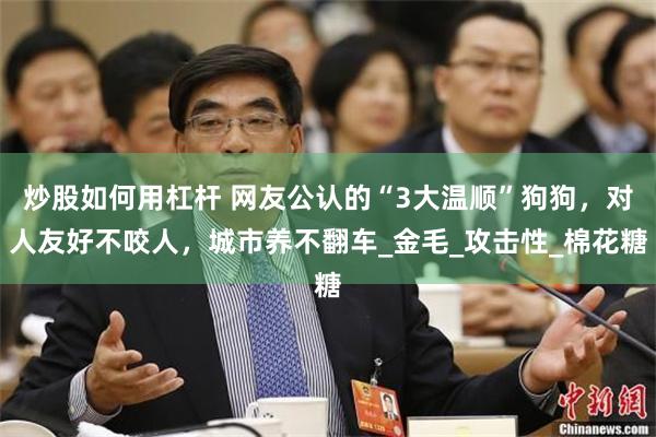 炒股如何用杠杆 网友公认的“3大温顺”狗狗，对人友好不咬人，城市养不翻车_金毛_攻击性_棉花糖